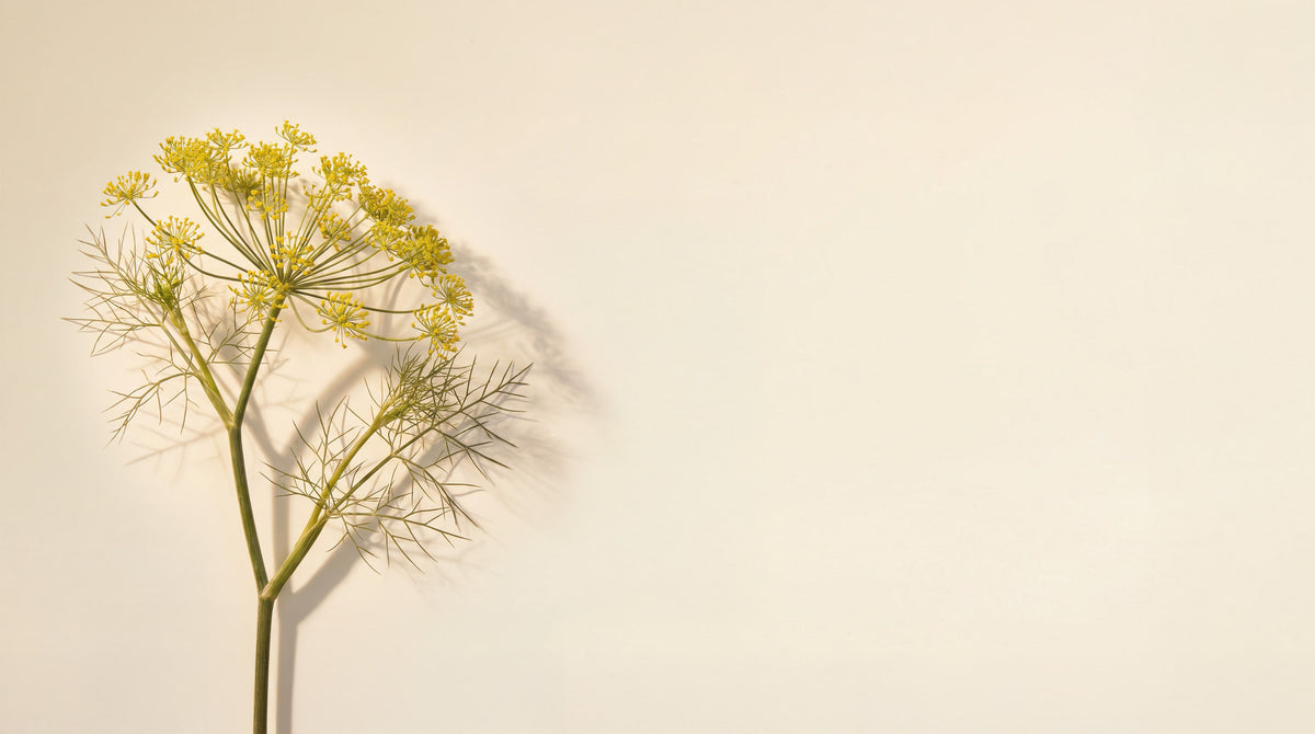Fennel